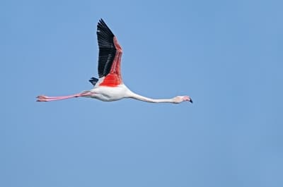 Greater Flamingo