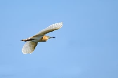 Squacco Heron