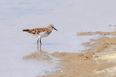 Little Stint