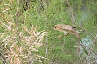 Willow Warbler