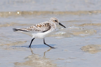 Sanderling