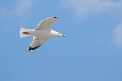 Yellow-legged Gull