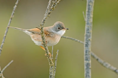 Sardinian Warbler