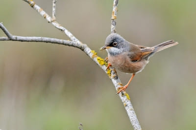 Spectacled Warbler