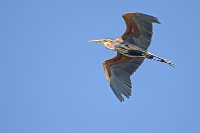 Purple Heron