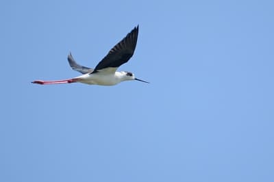 Black-winged Stilt