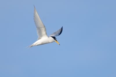 Little Tern