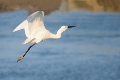 Little Egret