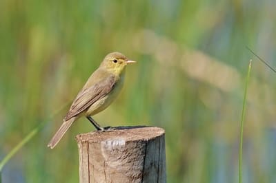 Melodious Warbler