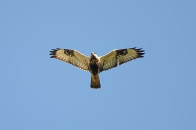 Rough-legged Buzzard