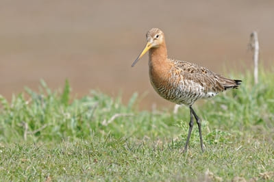 Black-tailed Godwit