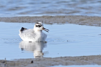 Red Phalarope