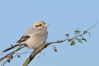 Steppe Grey Shrike