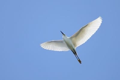 Little Egret