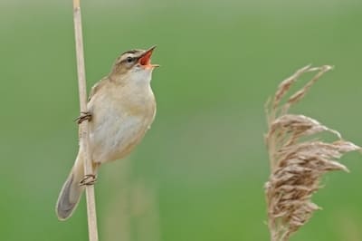 Wren-like Rushbird