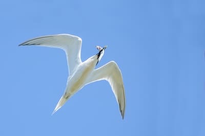 Sandwich Tern