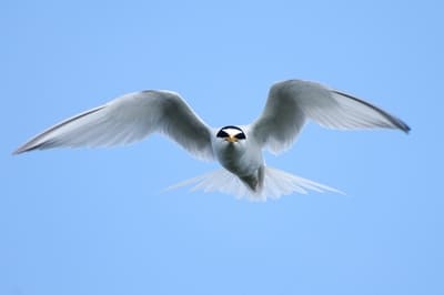 Little Tern