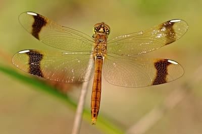 Banded Darter