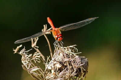 Ruddy Darter