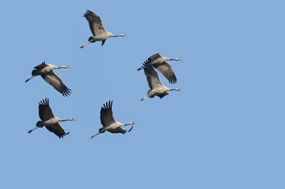 Common Crane