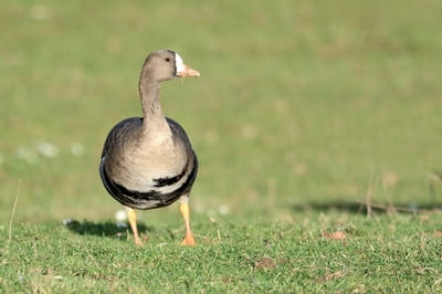 White-fronted Goose