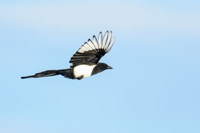 Black-billed Magpie