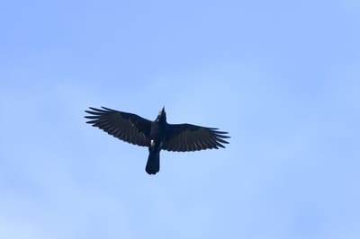 Common Raven