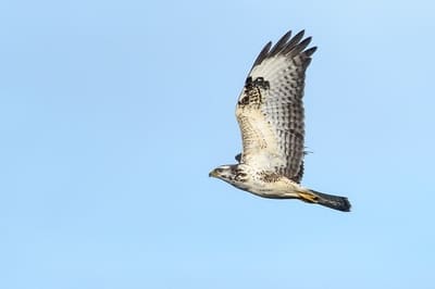 Eurasian Buzzard