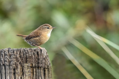 Winter Wren