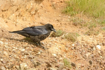 Common Raven