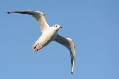 Black-headed Gull