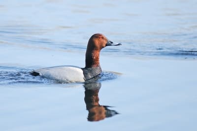 Common Pochard