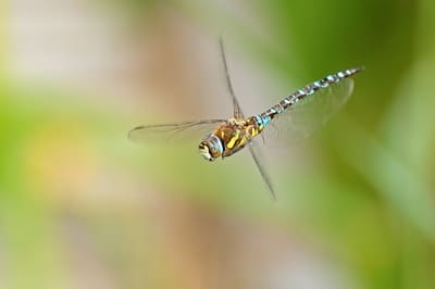 Migrant Hawker