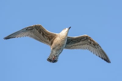 Herring Gull