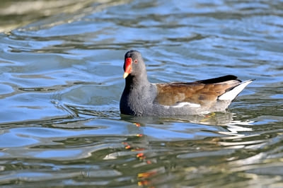 Moorhen