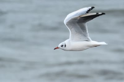 Black-headed Gull