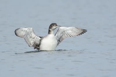 Common Loon