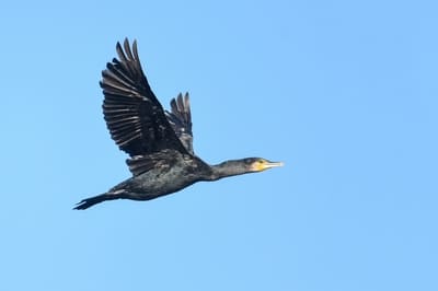 Great Cormorant