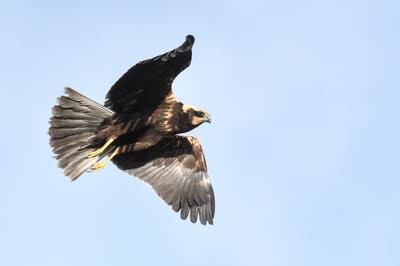 Western Marsh Harrier