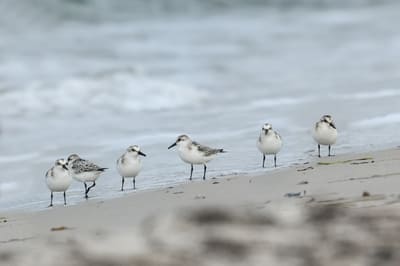 Sanderling