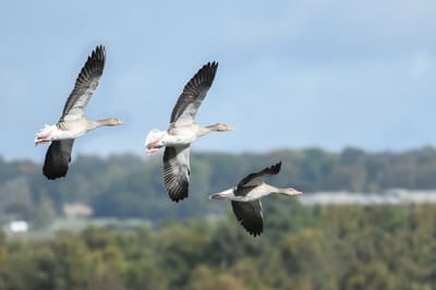 Greylag Goose