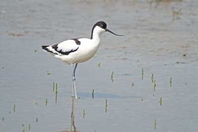 Ped Avocet