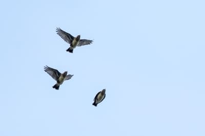 Wood Lark