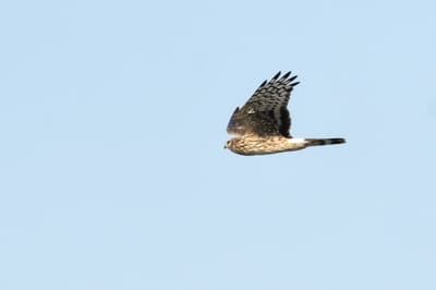 Hen Harrier