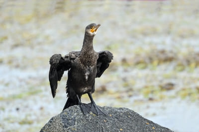 Great Cormorant