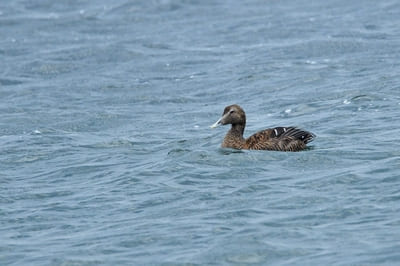 Eider