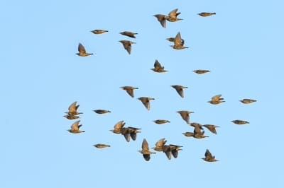 Common Starling