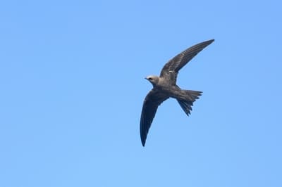 Pallid Swift