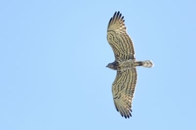 Short-toed Eagle