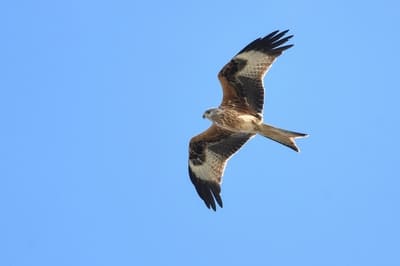 Red Kite